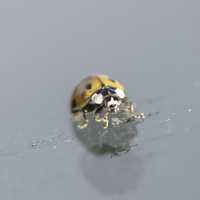 Ladybug Macro Close-up