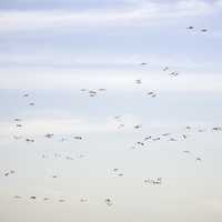 Large Group of migrating cranes