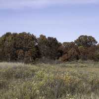 Line of trees with Autumn Leaves at Crex Meadows