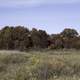 Line of trees with Autumn Leaves at Crex Meadows