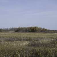 Marsh with Trees in the distance at Crex Meadows