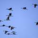 Migrating Cranes in the sky at Crex Meadows