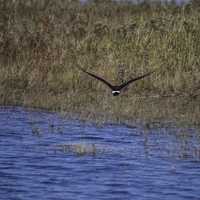 Osprey Flying away over a pond