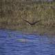 Osprey Flying away over a pond