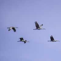Six Cranes flying gracefully in the sky at Crex meadows
