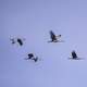 Six Cranes flying gracefully in the sky at Crex meadows