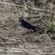 Small Bird standing on the ground at Crex Meadows