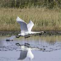 Swan Taking Off over the Pond