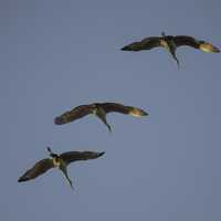 Three Cranes flying directly Overhead