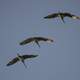 Three Cranes flying directly Overhead