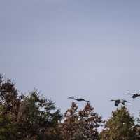 Three Cranes Flying over the trees