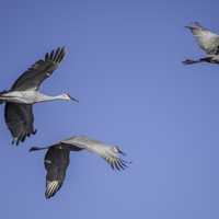 Three Majestic Cranes in Flight