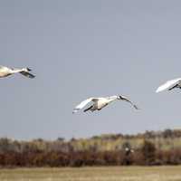 Three Trumpeter Swans flying across the landscape