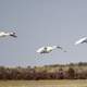 Three Trumpeter Swans flying across the landscape