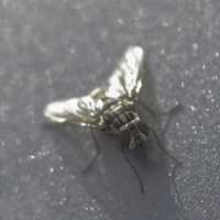 Very Close-up of fly on a car hood