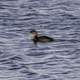 Young Duck swimming in the water