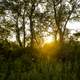 Close sunset between the trees at Cross Plains State Park