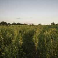 Detailed grass hiking corridor at Cross Plains State Park