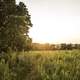 Golden Sunset over the hiking path at Cross Plains State Park