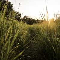 Sunset over the tall grass of the Hiking Trail at Cross Plains State Park