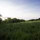 Tall Grassland landscape under skies at Cross Plains State Park