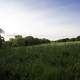 Tall Grassland landscape under skies at Cross Plains State Park