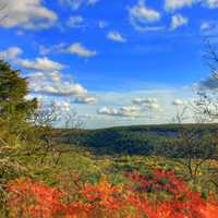 Forest through trees at Devil's Lake State Park, Wisconsin