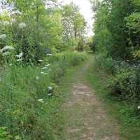 Forest Path at Fischer Creek, Wisconsin