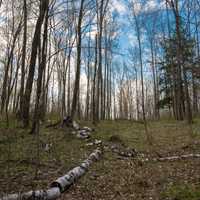 Forest and sky