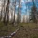 Forest and sky