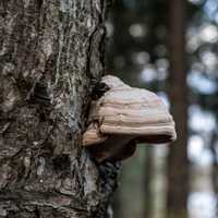 Fungus growing on the trees