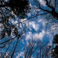 Looking at the sky above the forest