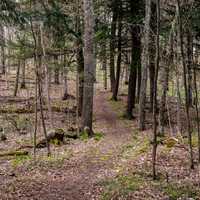 Nature path through the woods