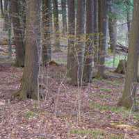 Trees in the forest