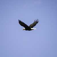 Bald Eagle flying