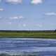 Bird Flying over the swamp landscape