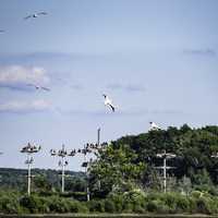 Bird Rookery on the island in George Meade Wildlife Refuge