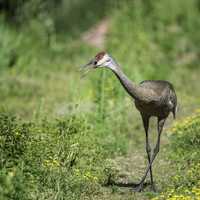 Crane with Chick in back at George Meade Wildlife Refuge