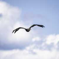 Eagle in Flight at George Meade Wildlife Refuge