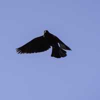 Flying Red wing Blackbird in the air