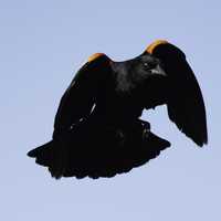 Flying Red-Wing Blackbird