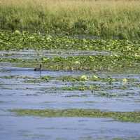 Goose and Goslings crossing the pond