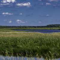 Looking Across the Wetlands at George Meade Wildlife Refuge