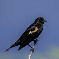 Perched Red Winged Blackbird