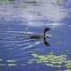 Young Loon swimming in the Marsh