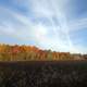 Sky over Forest in Govenor Dodge State Park, Wisconsin