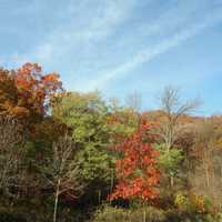 Sky over trees in Govenor Dodge State Park, Wisconsin