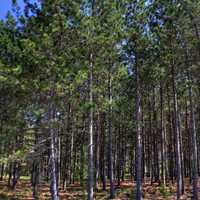 The Pine Forest at Governor Thompson State Park, Wisconsin