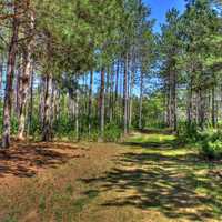 Wooded Hiking Path at Governor Thompson State Park, Wisconsin