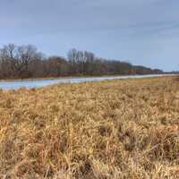 Grasses of the Marsh on the Great River Trail, Wisconsin